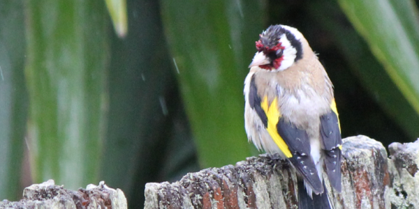 Bird Sounds NZ - Sounds Like New Zealand